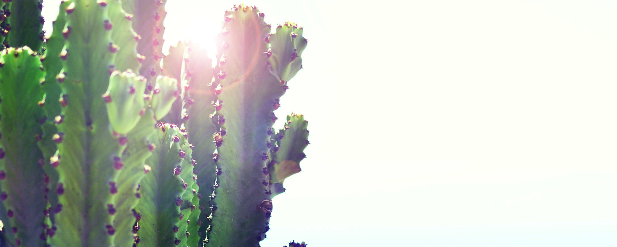 Close-up of cactus with sun shining behind it