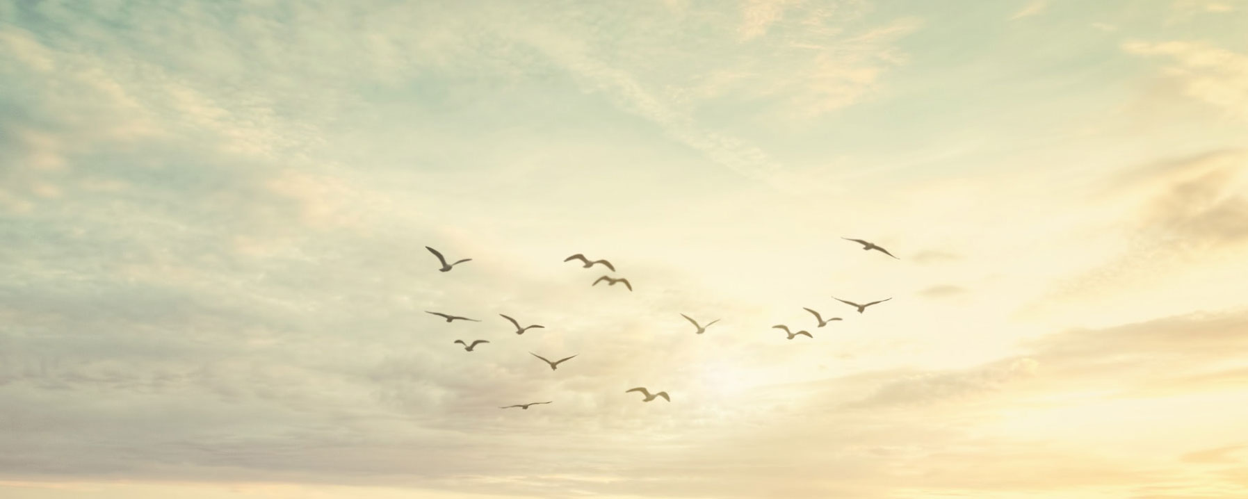 birds flying across a light sky
