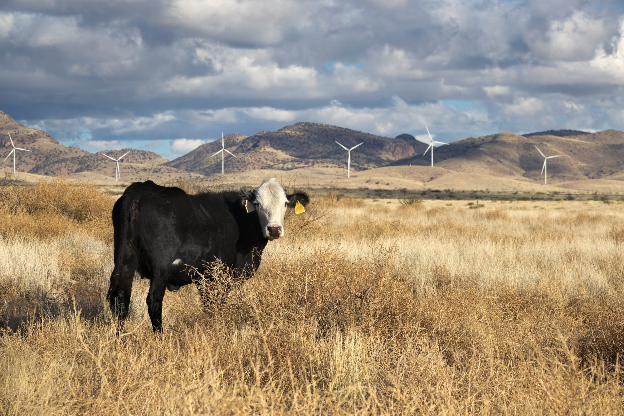 Cow in field with wind turbines in background