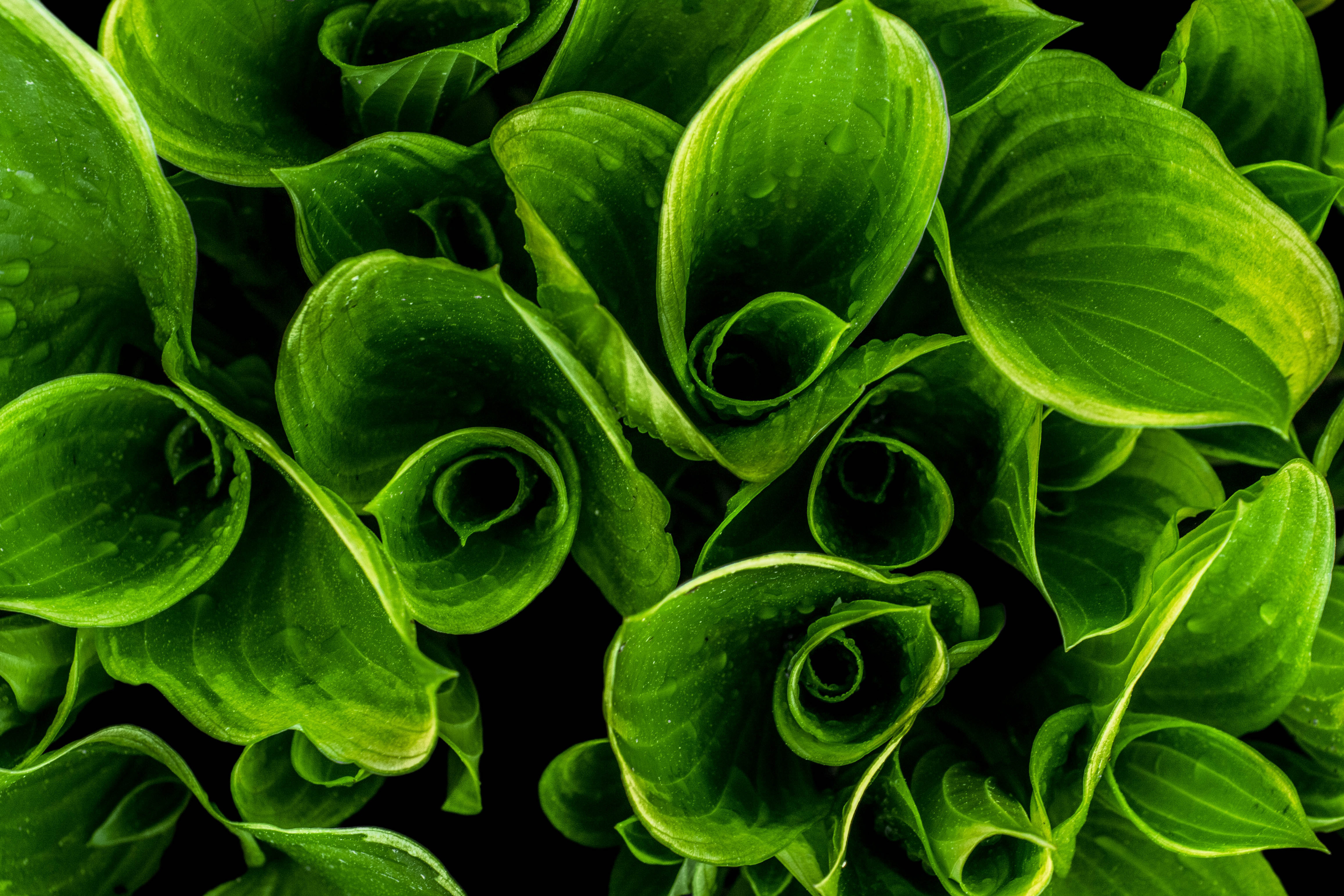 Dew on leaves Dew on leaves