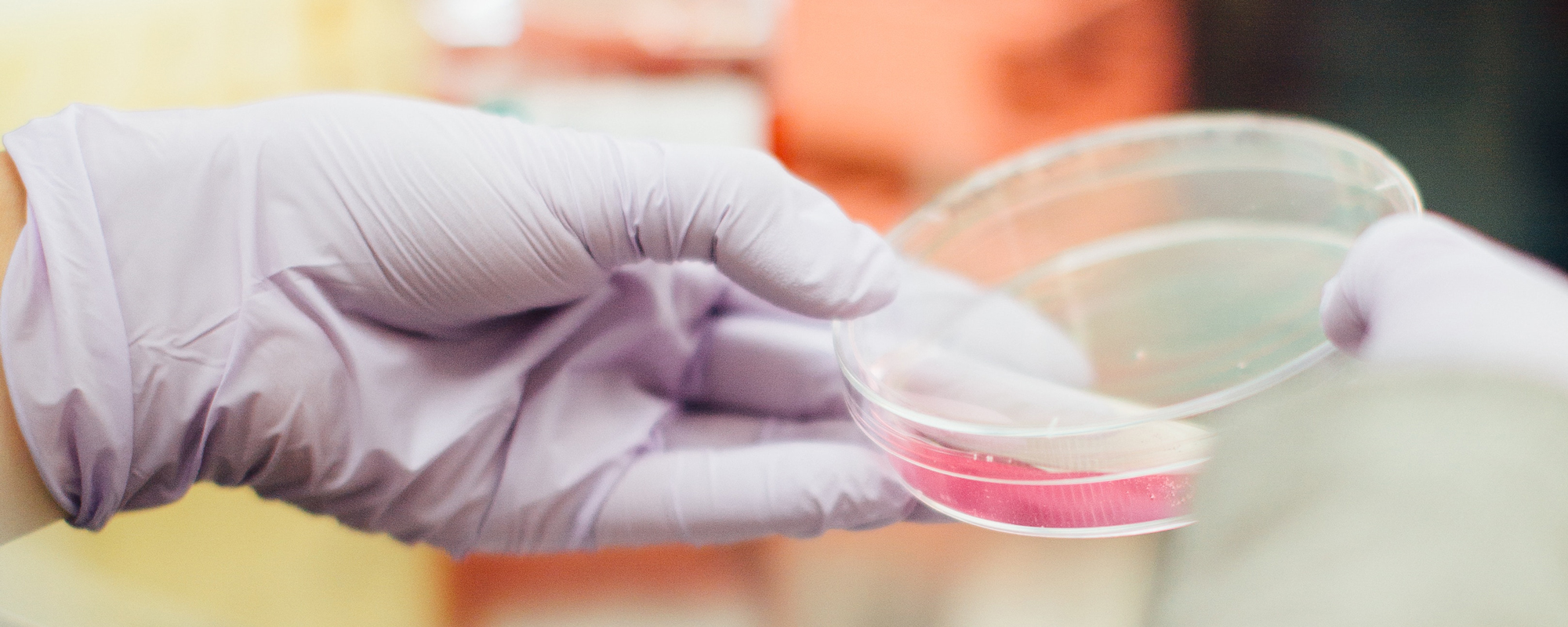 Gloved hand holding petri dish in a lab