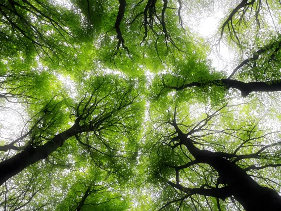 low angle photography of trees during daytime