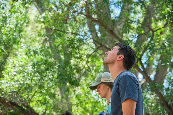 Students looking up at the trees around them.