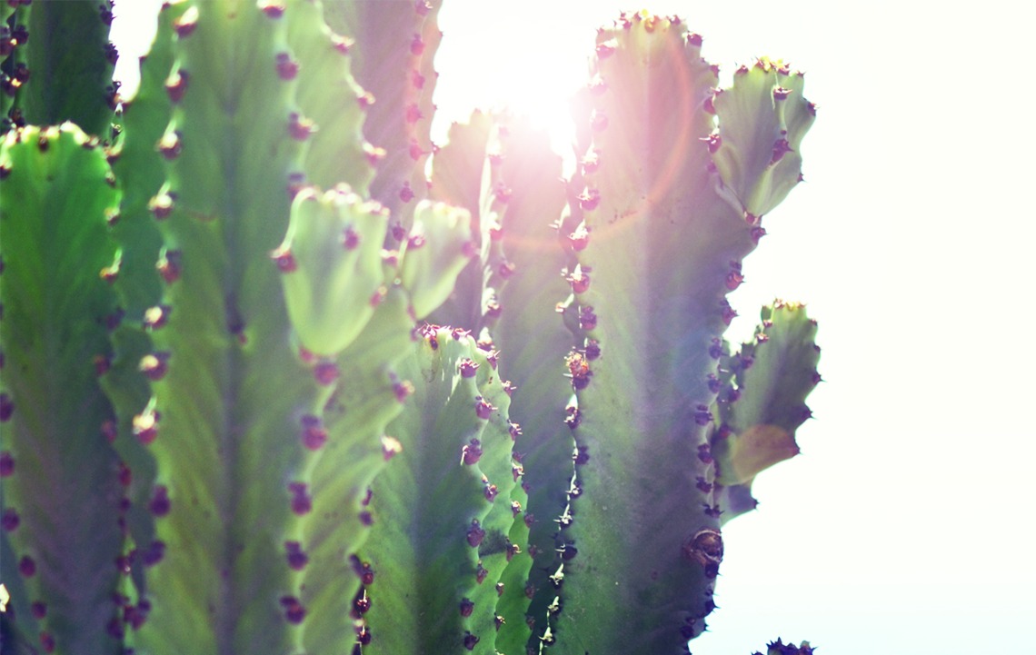 Close-up of cactus with sun shining behind it